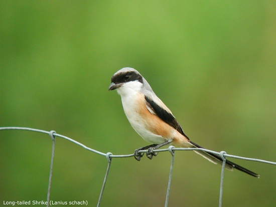 Long-tailed shrike