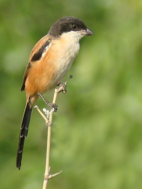 Pretty Long-tailed shrike