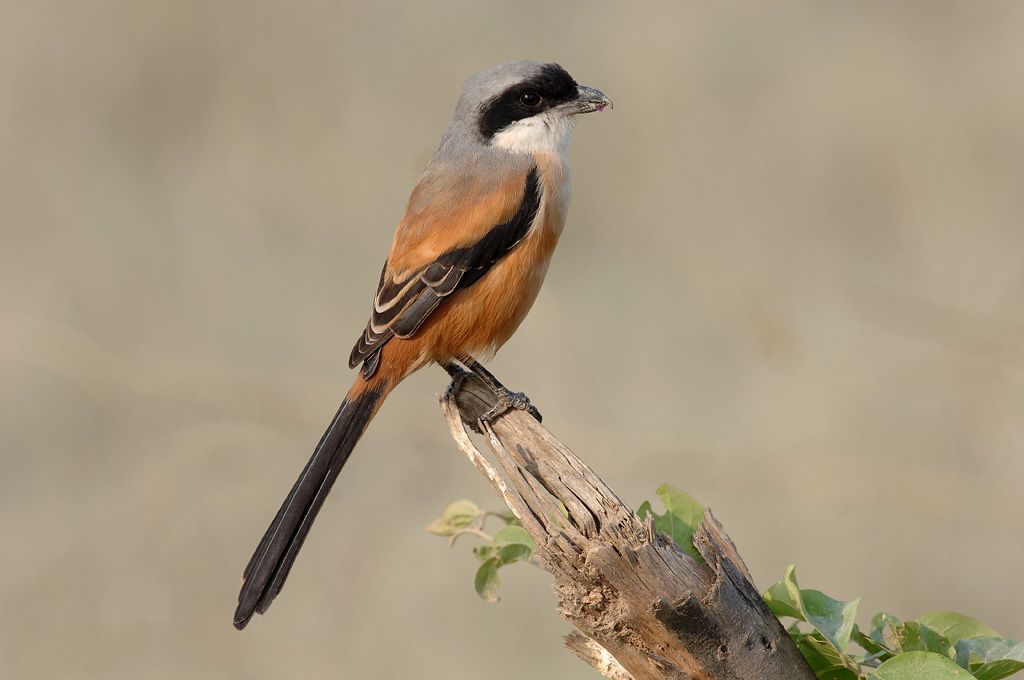 Pretty Long-tailed shrike