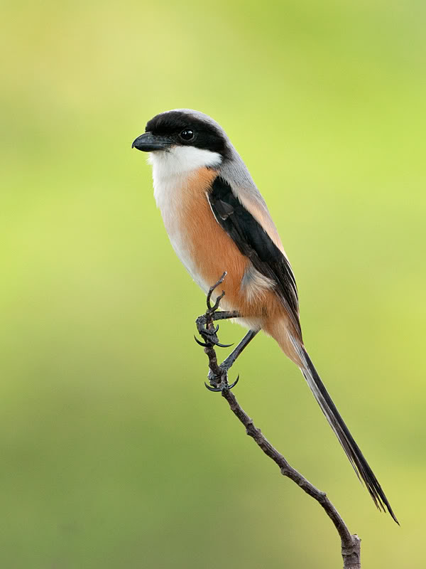 Pretty Long-tailed shrike