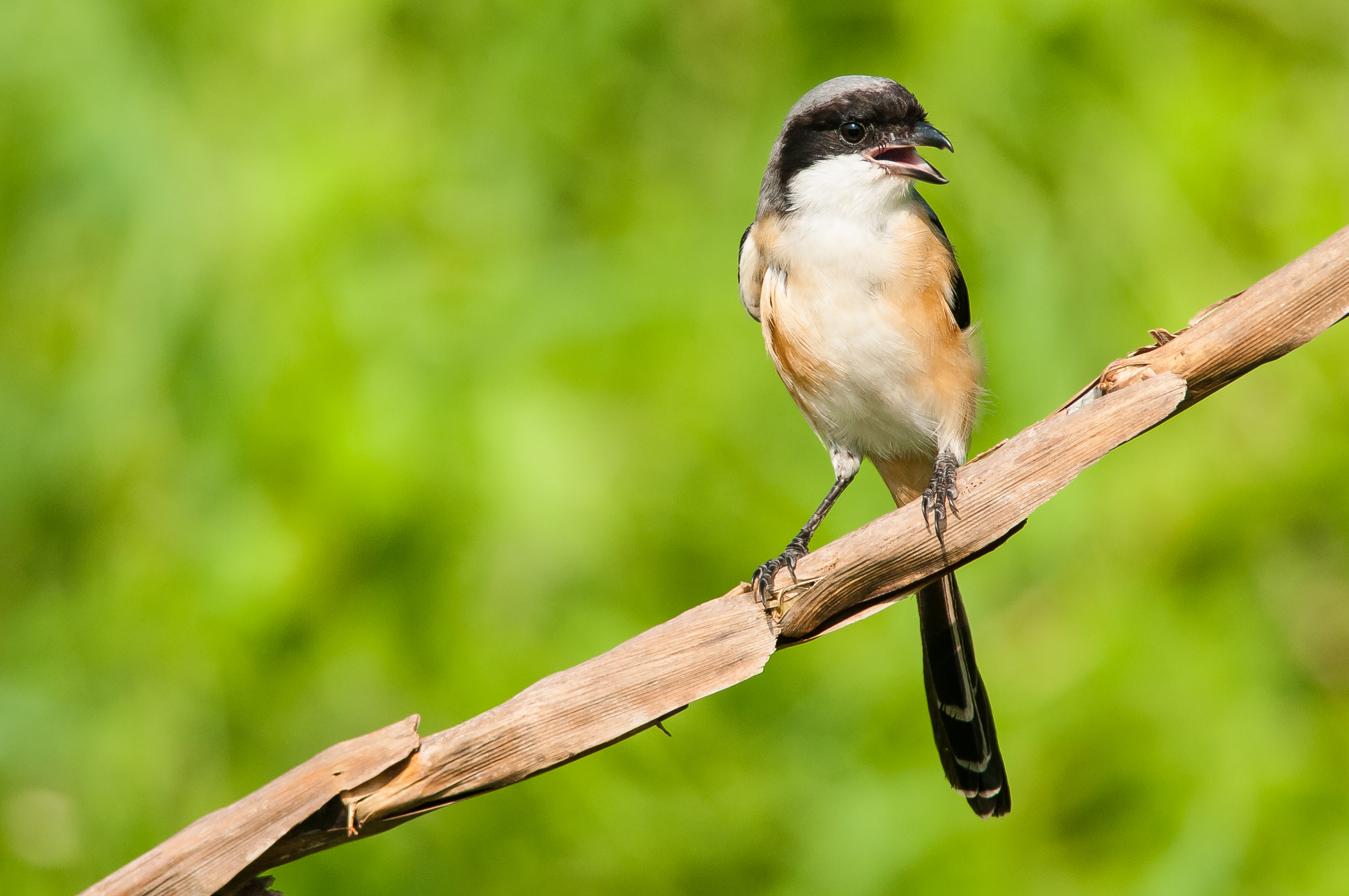 Pretty Long-tailed shrike