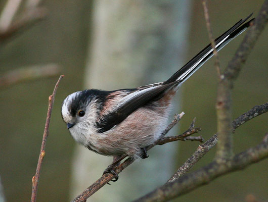 Long-tailed tit