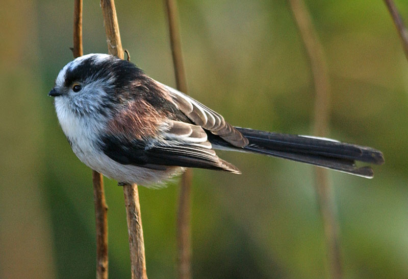 Pretty Long-tailed tit