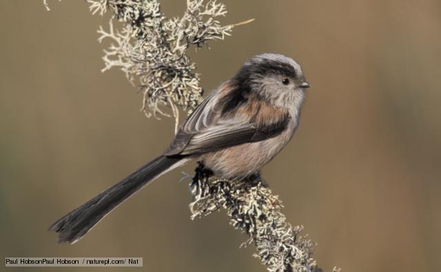 Pretty Long-tailed tit