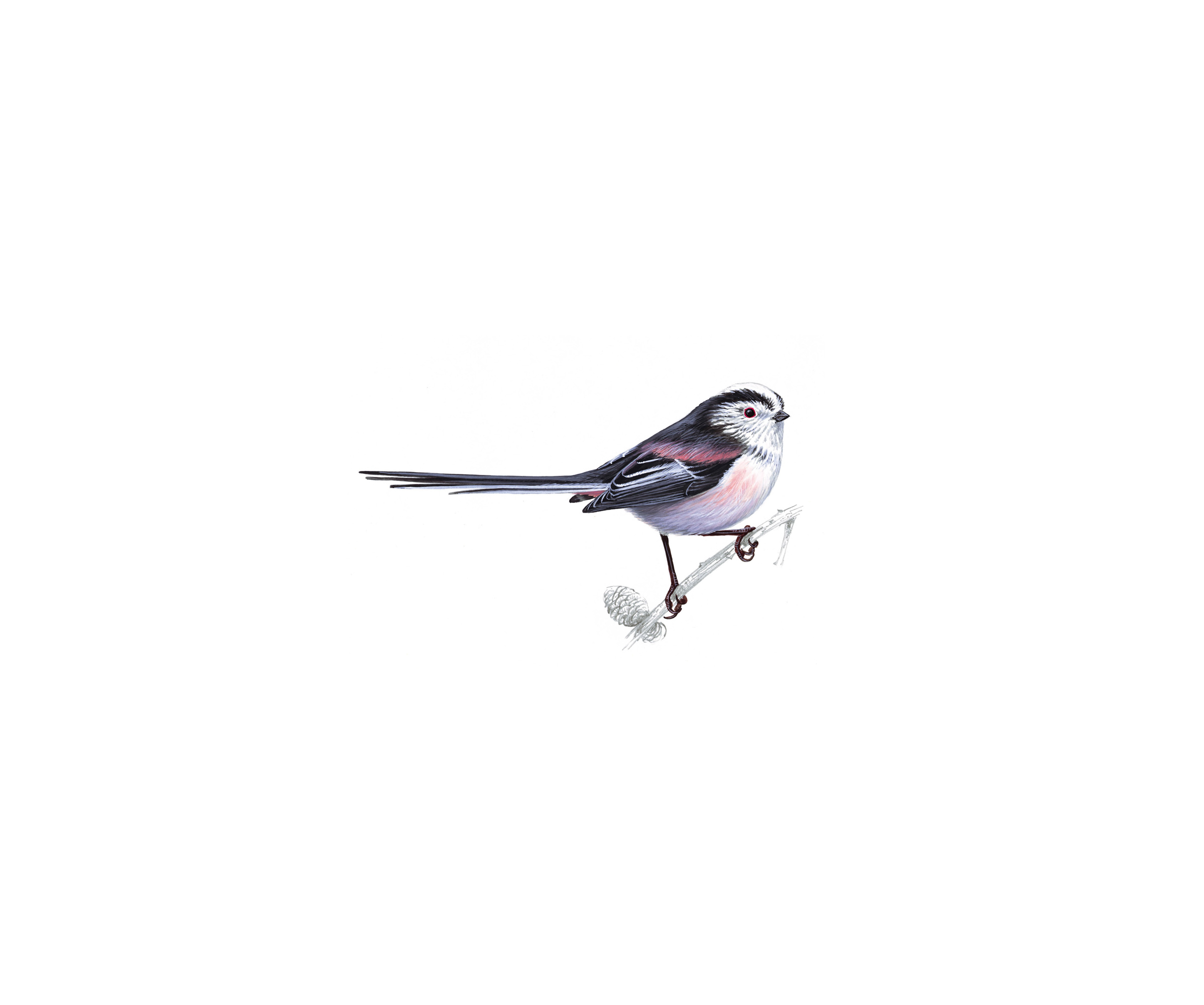 Pretty Long-tailed tit