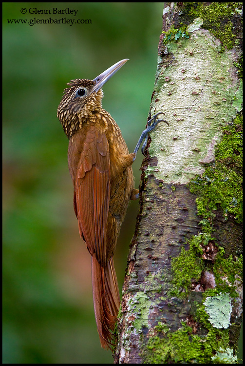 Long-tailed woodcreeper