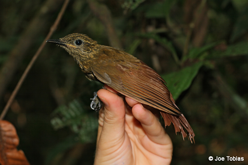 Pretty Long-tailed woodcreeper