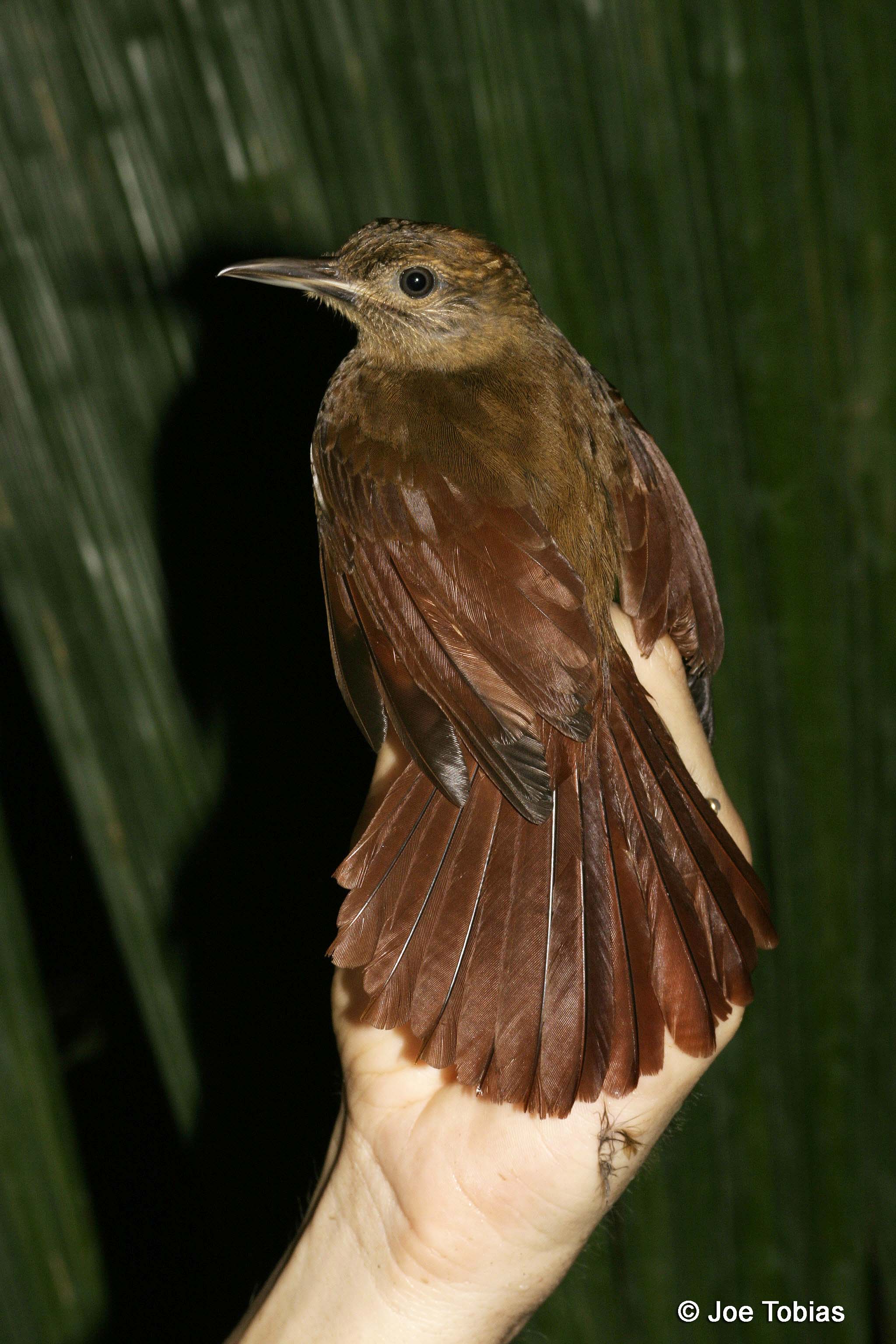 Pretty Long-tailed woodcreeper