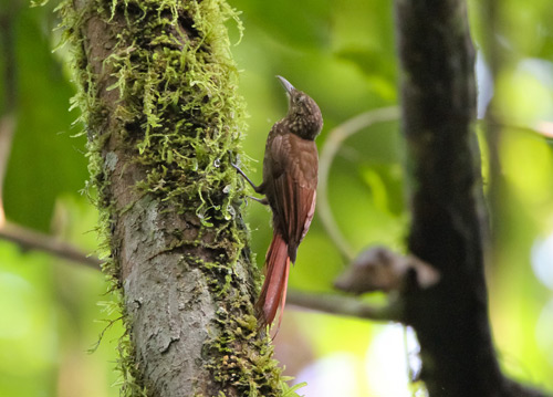 Pretty Long-tailed woodcreeper