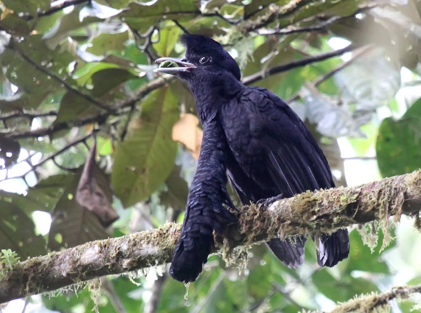 Long-wattled umbrellabird