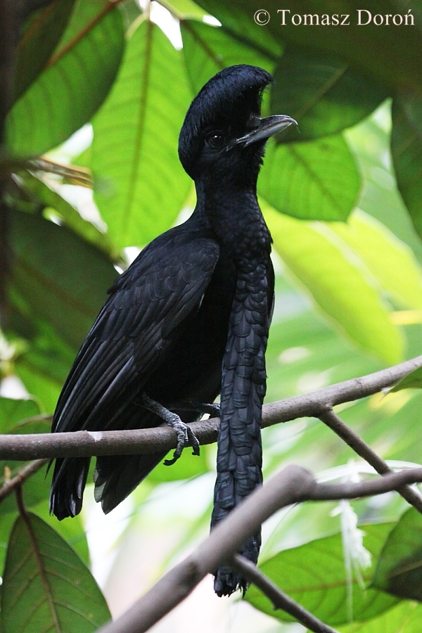 Pretty Long-wattled umbrellabird