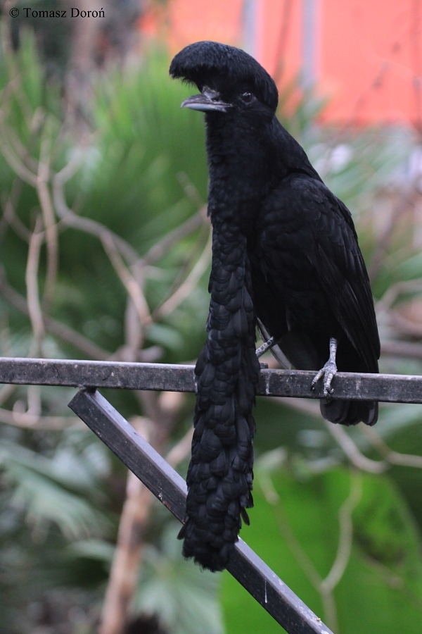 Pretty Long-wattled umbrellabird
