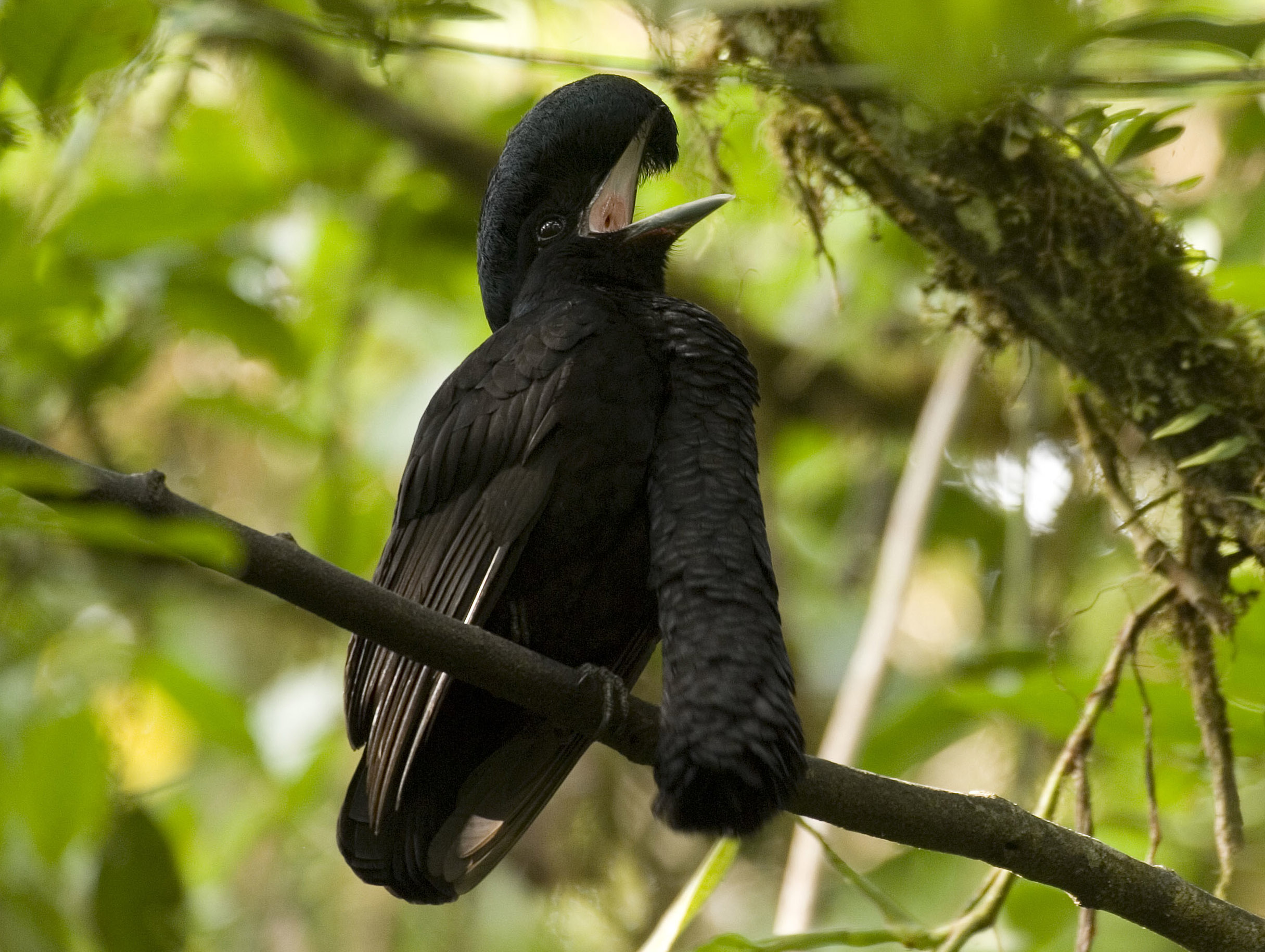 Pretty Long-wattled umbrellabird