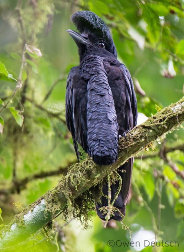 Pretty Long-wattled umbrellabird
