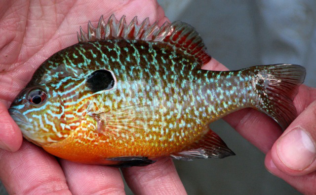 Pretty Longear sunfish