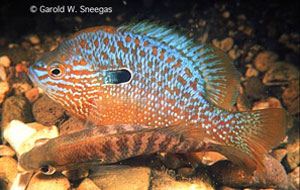 Pretty Longear sunfish