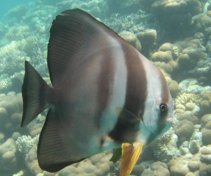 Pretty Longfin spadefish