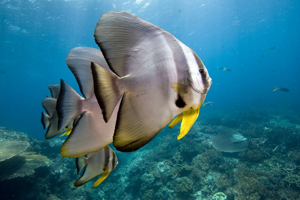 Pretty Longfin spadefish