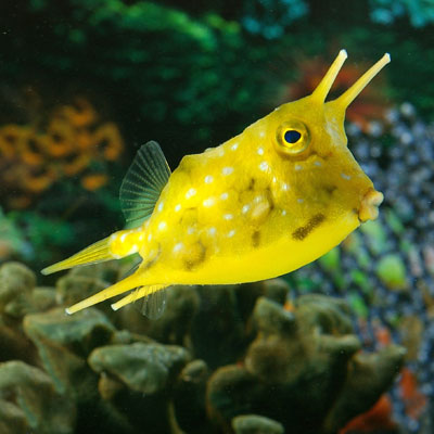 Longhorn cowfish