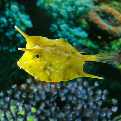 Pretty Longhorn cowfish