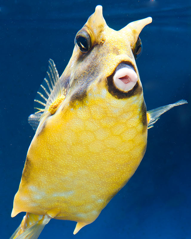 Pretty Longhorn cowfish