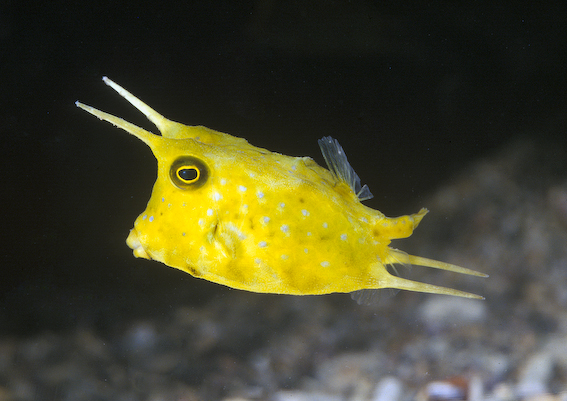 Pretty Longhorn cowfish