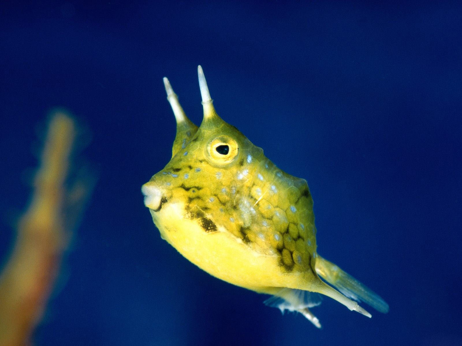 Pretty Longhorn cowfish