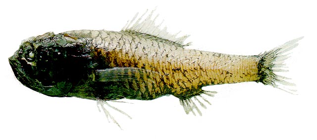 Pretty Longjaw bigscale