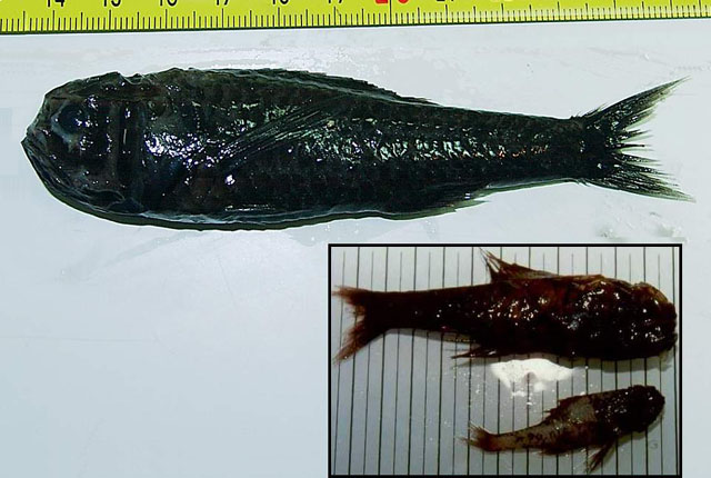 Pretty Longjaw bigscale