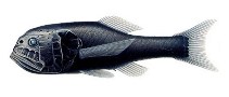 Pretty Longjaw bigscale