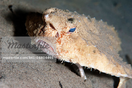 Longnose batfish