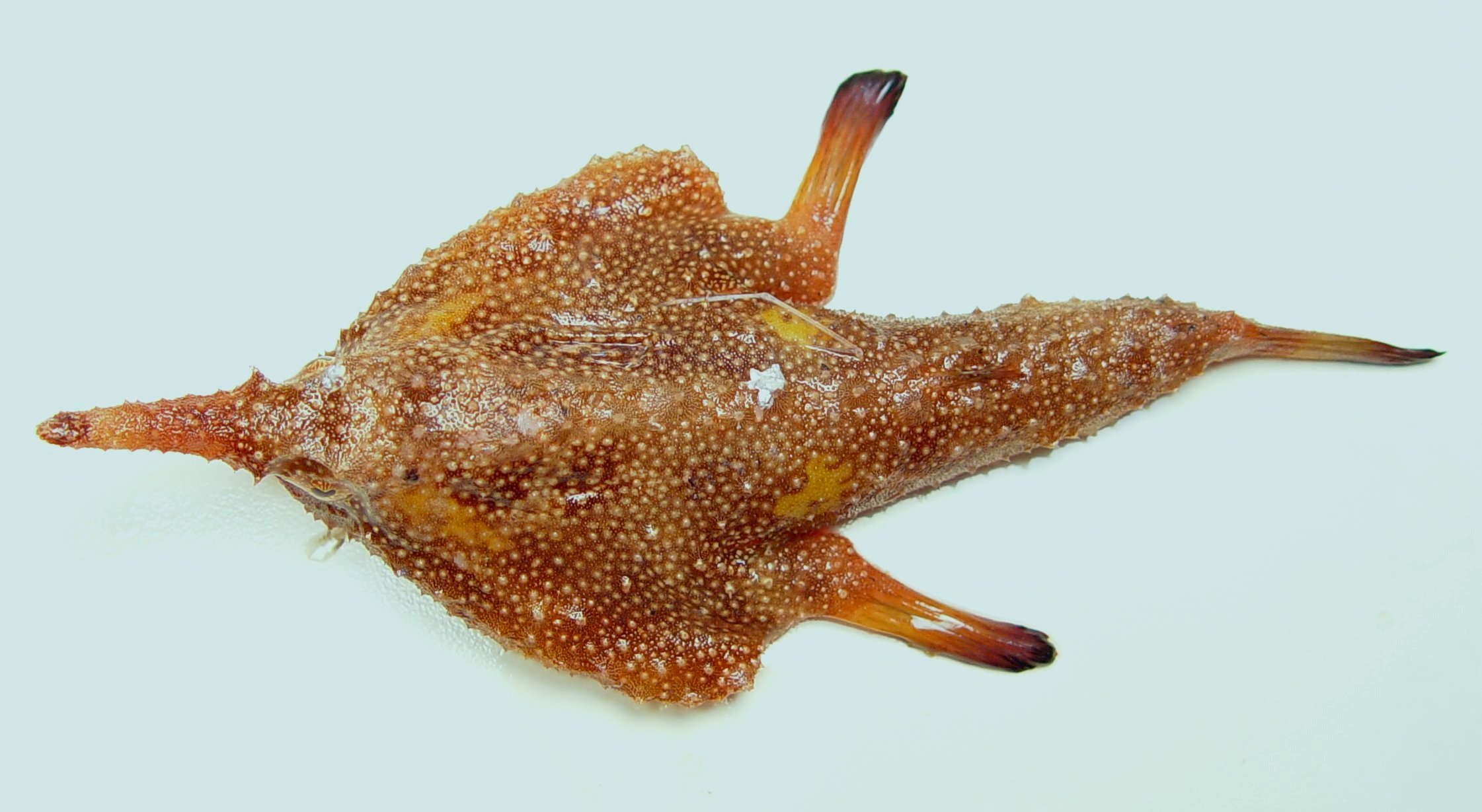Pretty Longnose batfish