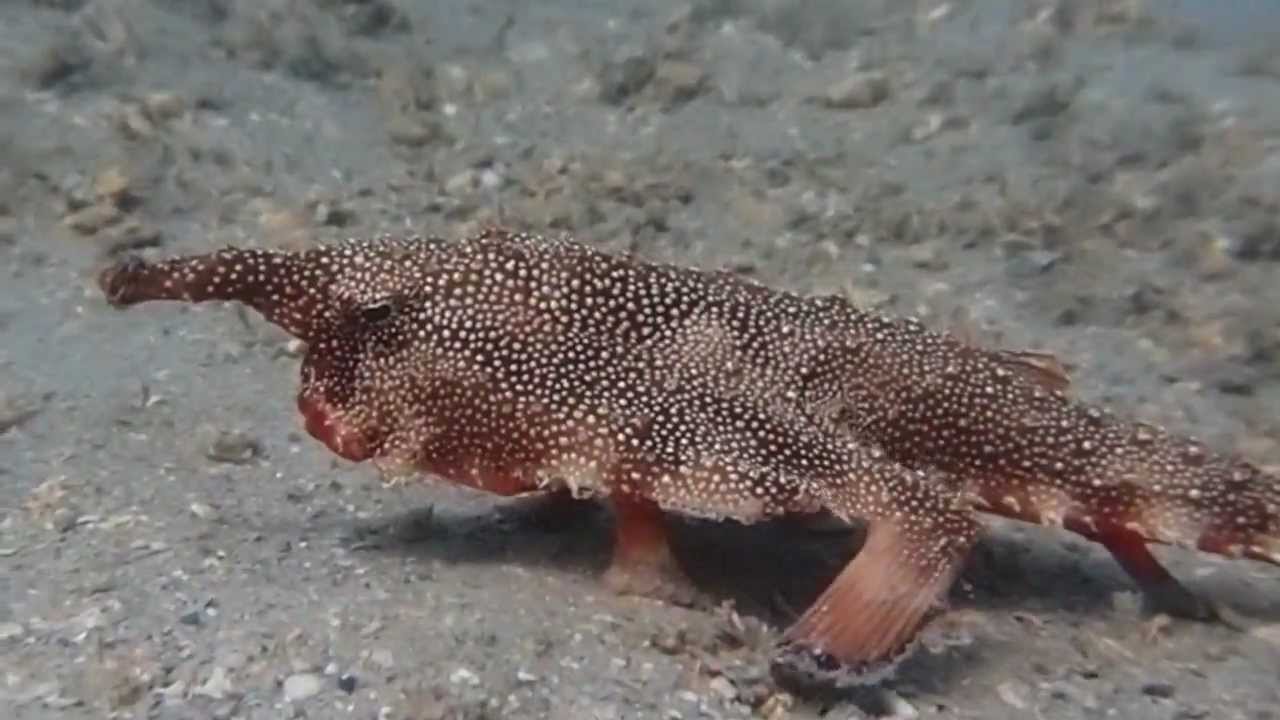 Pretty Longnose batfish