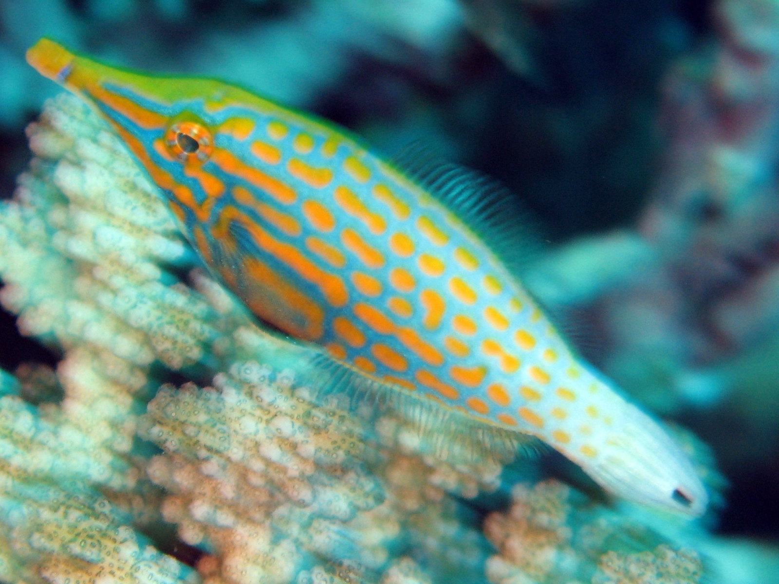 Pretty Longnose filefish