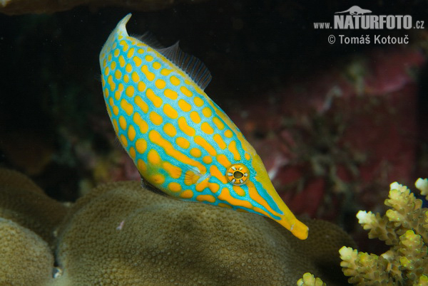 Pretty Longnose filefish