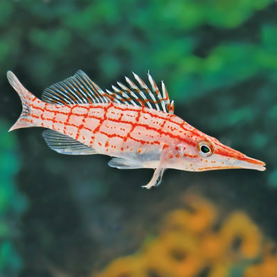 Longnose hawkfish