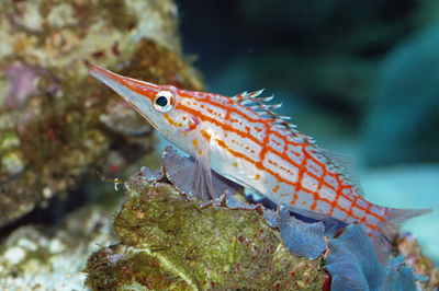 Pretty Longnose hawkfish
