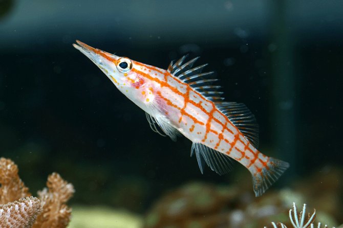 Pretty Longnose hawkfish