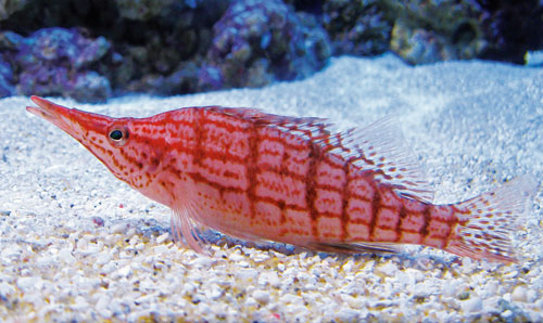 Pretty Longnose hawkfish