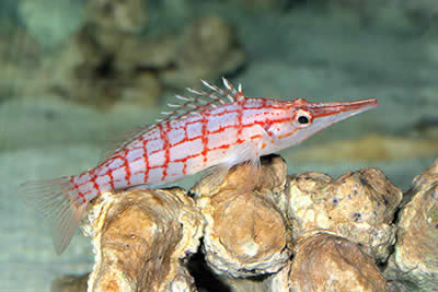 Pretty Longnose hawkfish
