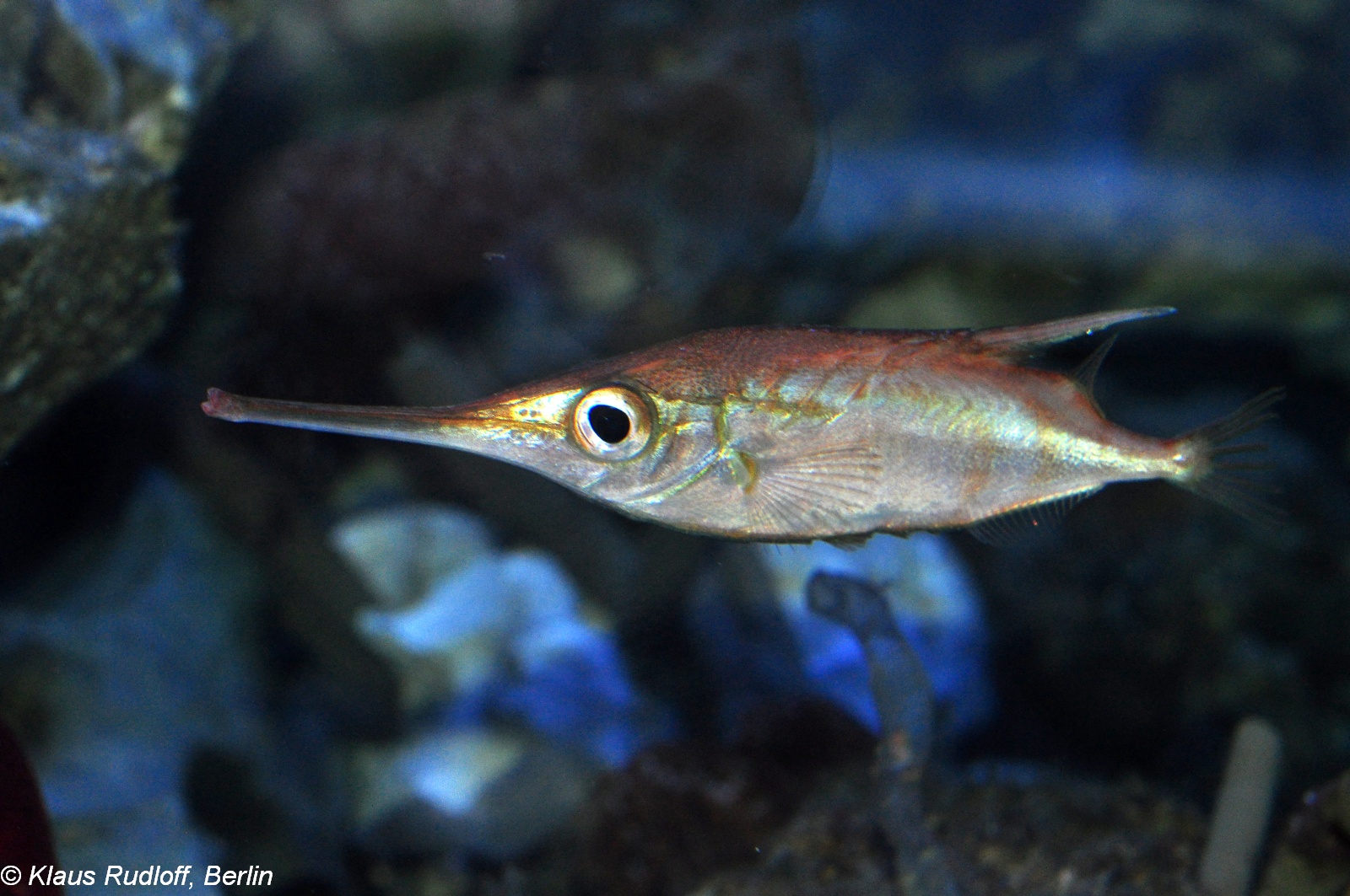 Longspine snipefish