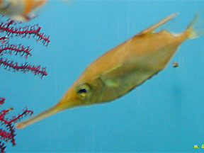 Pretty Longspine snipefish