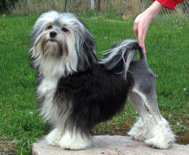 Nice Lowchen - Dog Breed