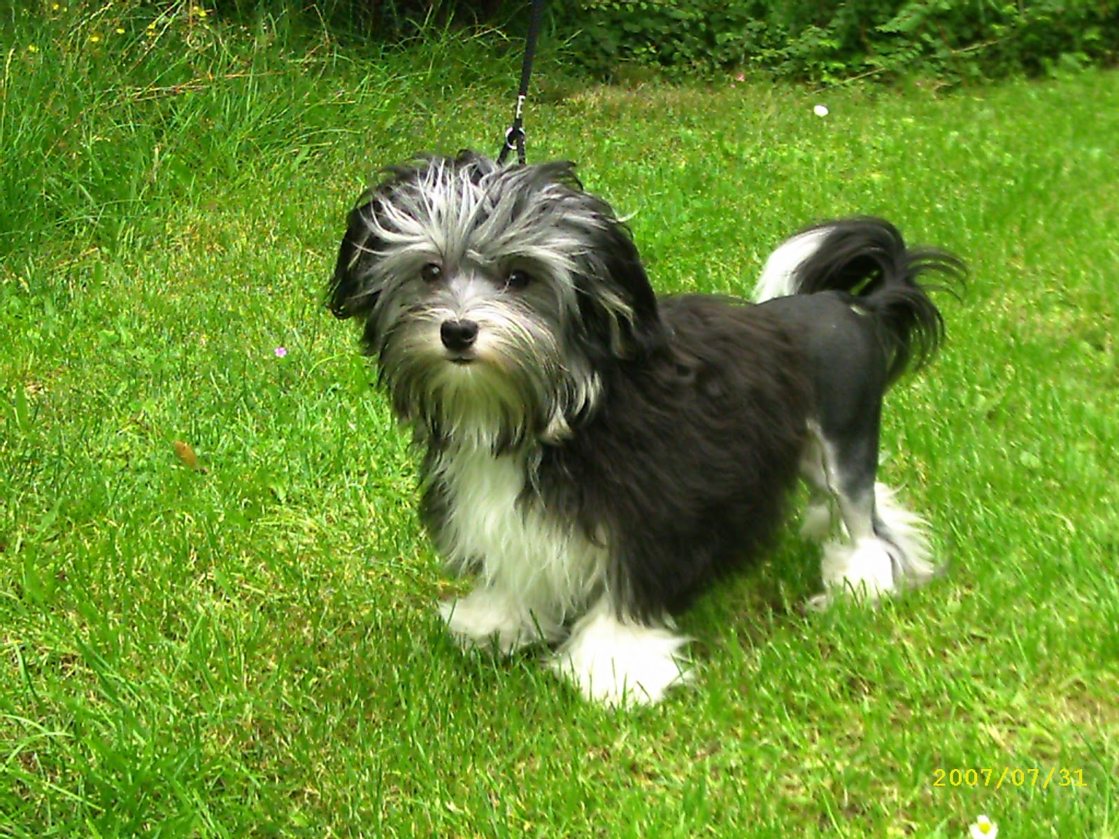 Cool Lowchen - Dog Breed