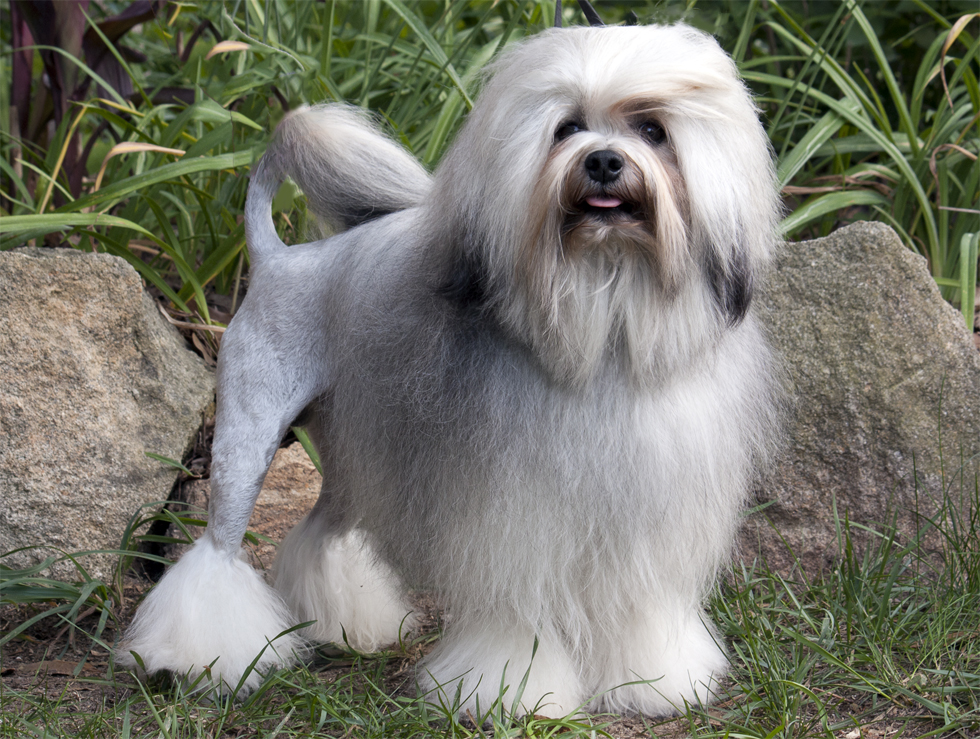 Cute Lowchen - Dog Breed
