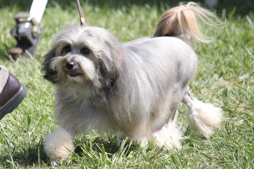 Wallpaper Lowchen - Dog Breed
