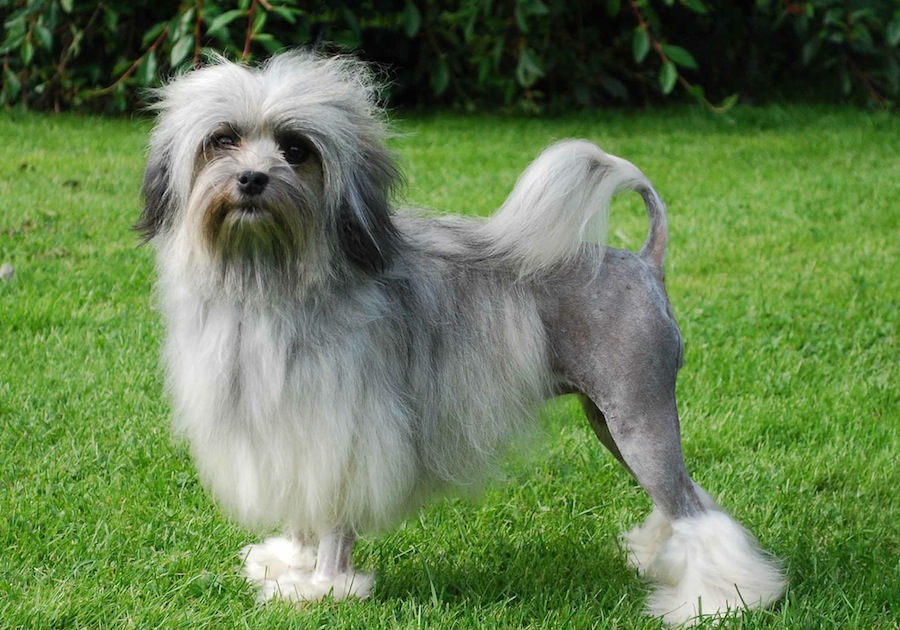 Photo Lowchen - Dog Breed