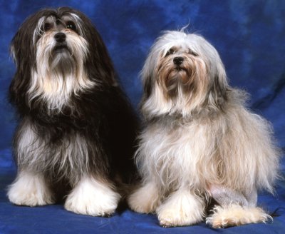 Lowchen - Dog Breed photo 