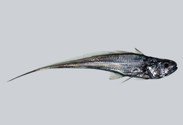 Luminous hake
