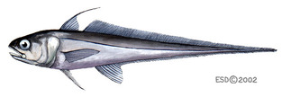 Pretty Luminous hake